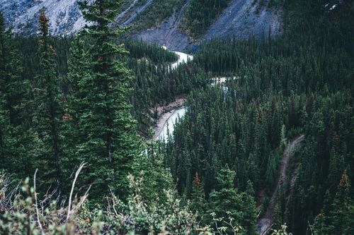 Free Aerial view of a lush coniferous forest with a winding river in Jasper National Park, Canada. Stock Photo