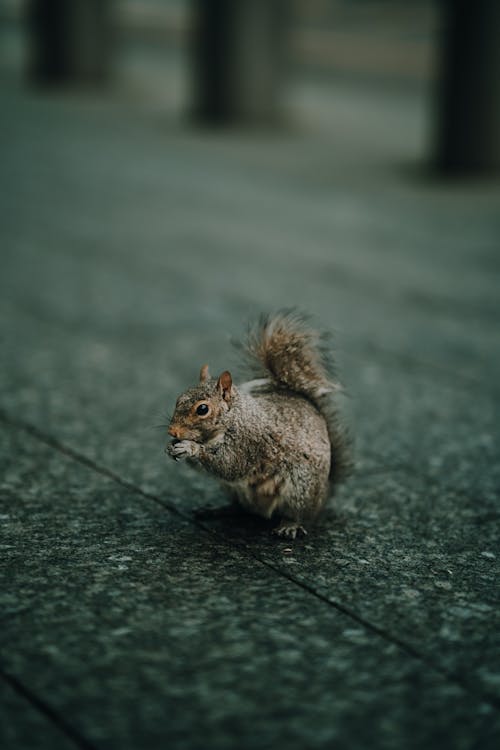 Squirrel Sitting on a Wooden Floor