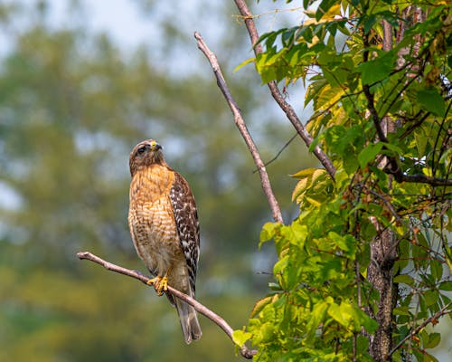 Hawk Perching on Tree Branch