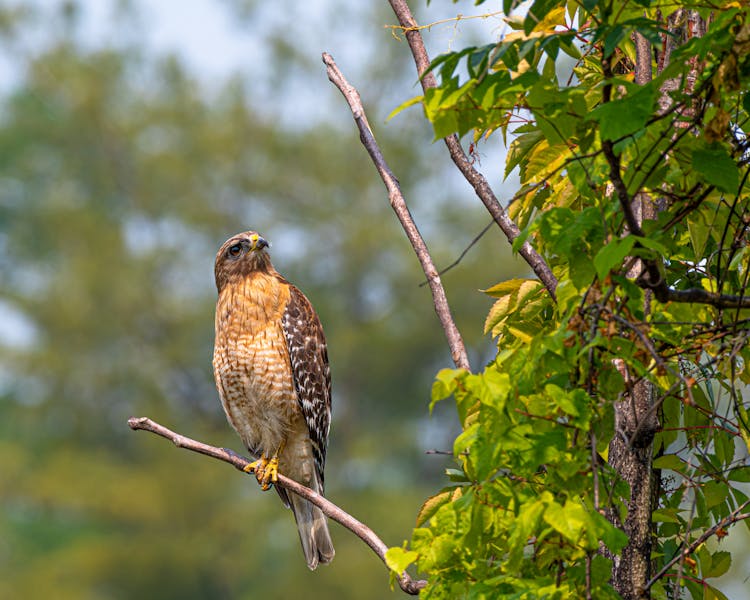 Hawk Perching On Tree Branch