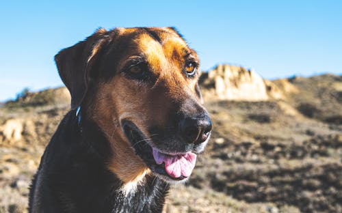 Foto profissional grátis de animal, animal de estimação, bonitinho