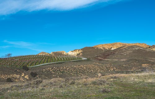 View of a Vineyard on a Hill 