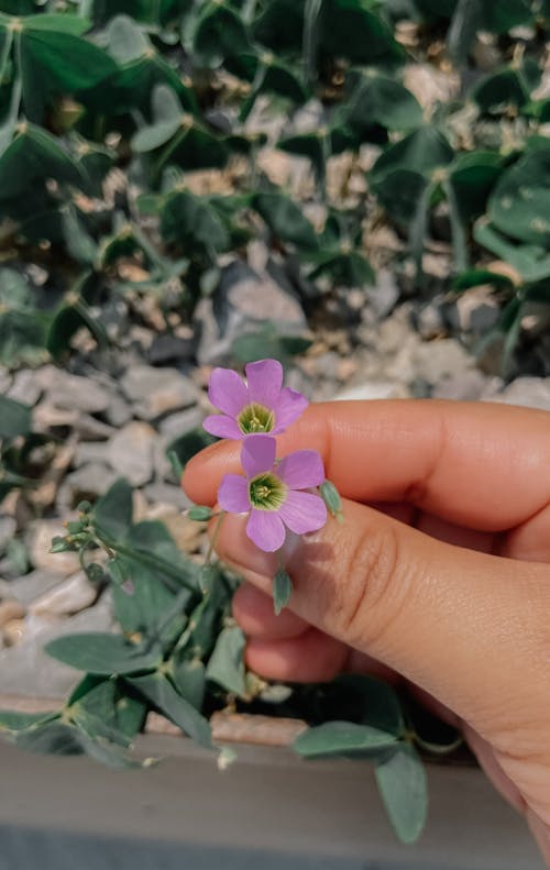 Close-up of a Person Holding Tiny Purple Flowers