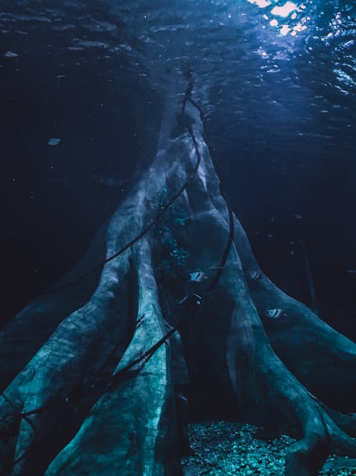 Tree Roots under Water