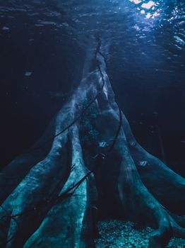 Submerged tree roots in dark, mysterious underwater scene.
