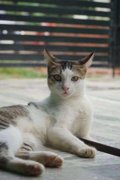 Free A cute cat lounging on an outdoor patio, enjoying the day. Stock Photo