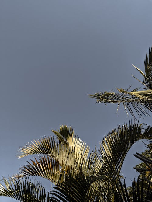 Palm Tree Leaves under Clear Sky