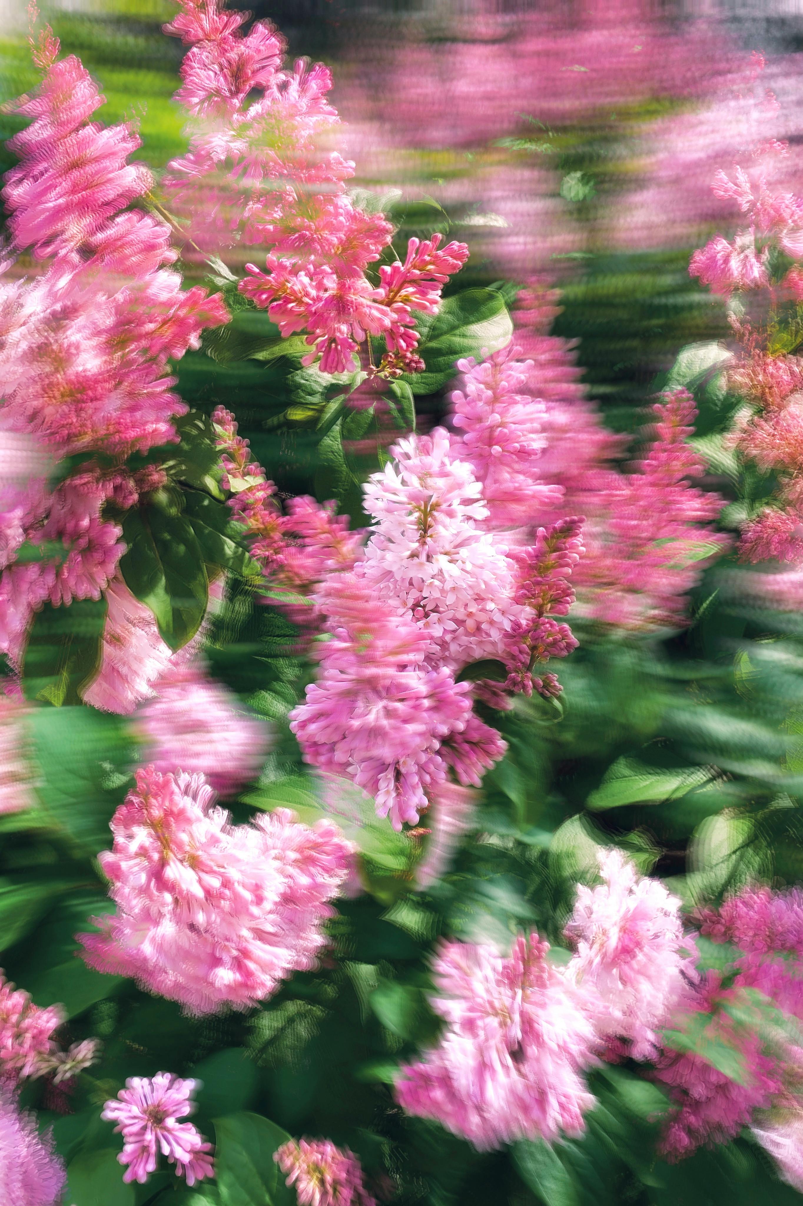 A dynamic capture of pink lilac flowers with motion blur creating a vibrant, dreamy effect.