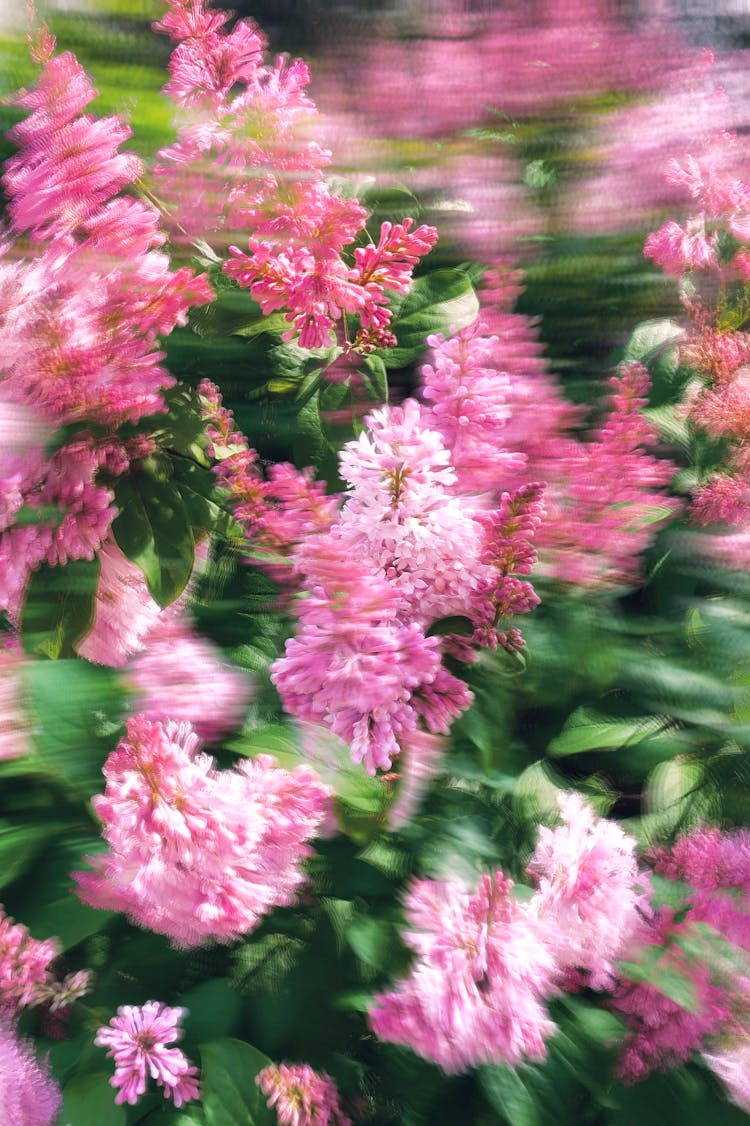 Blurred Photo Of Lilac Flowers 