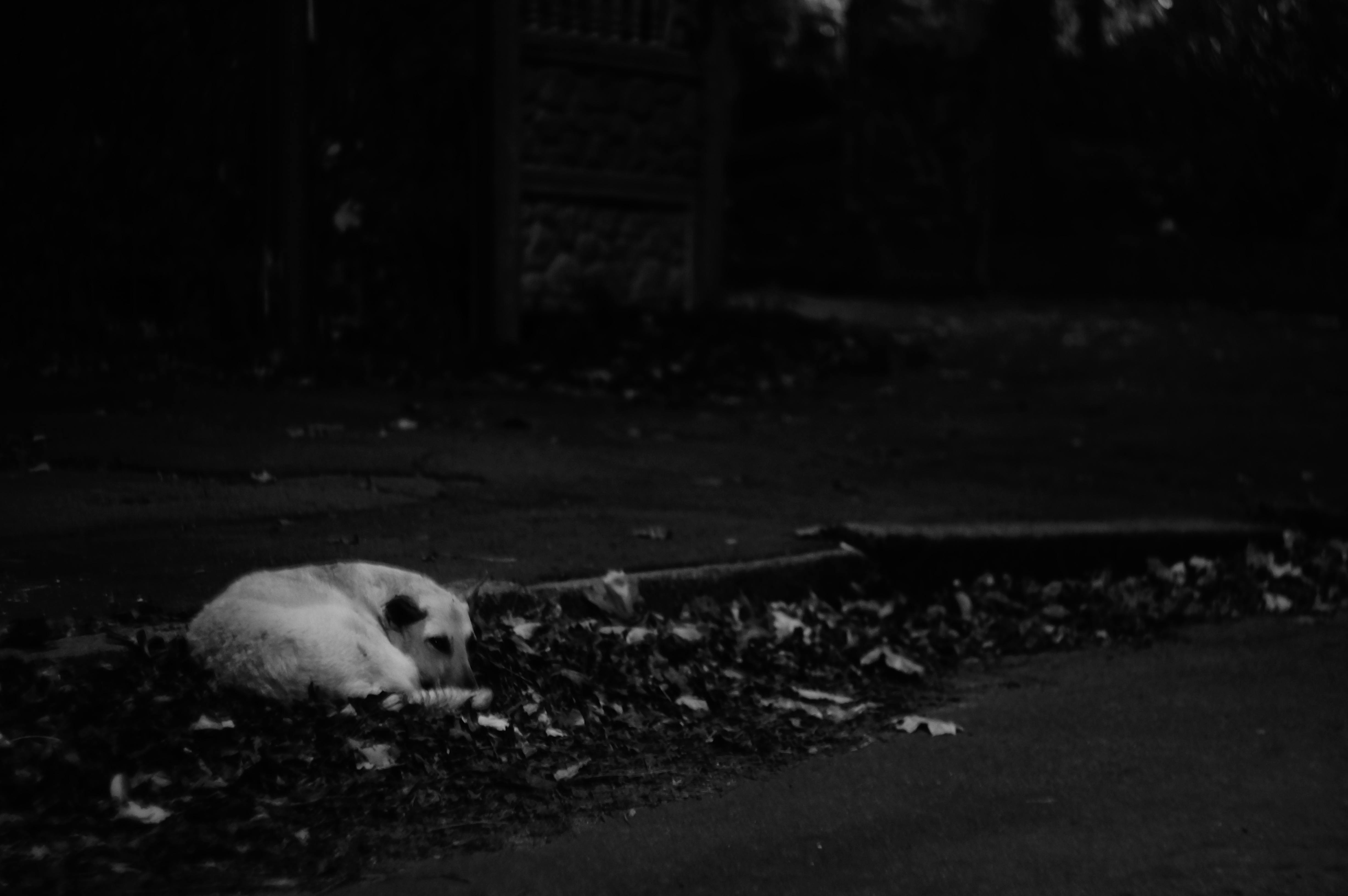 Free stock photo of black and white, dog, sadness