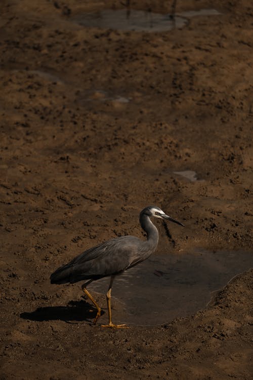 Heron in Mud