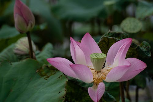 Close up of Lotus Plant