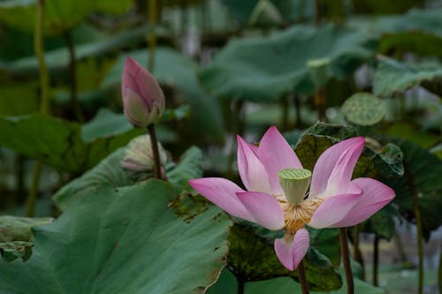Lotus Flowers and Leaves
