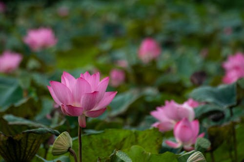 Close up of Lotus Flowers