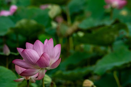 Close up of Lotus Flower