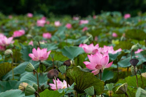 Lotus Flowers in Nature