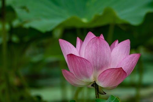 Close up of Pink Lotus Flower and Petals