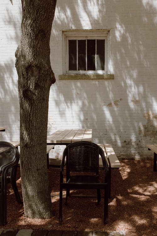 Foto profissional grátis de árvore, branco, cidade