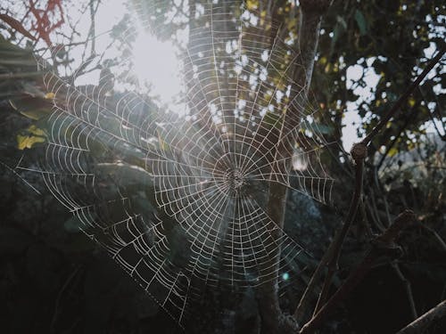Безкоштовне стокове фото на тему «веб, павутина, павутиння» стокове фото