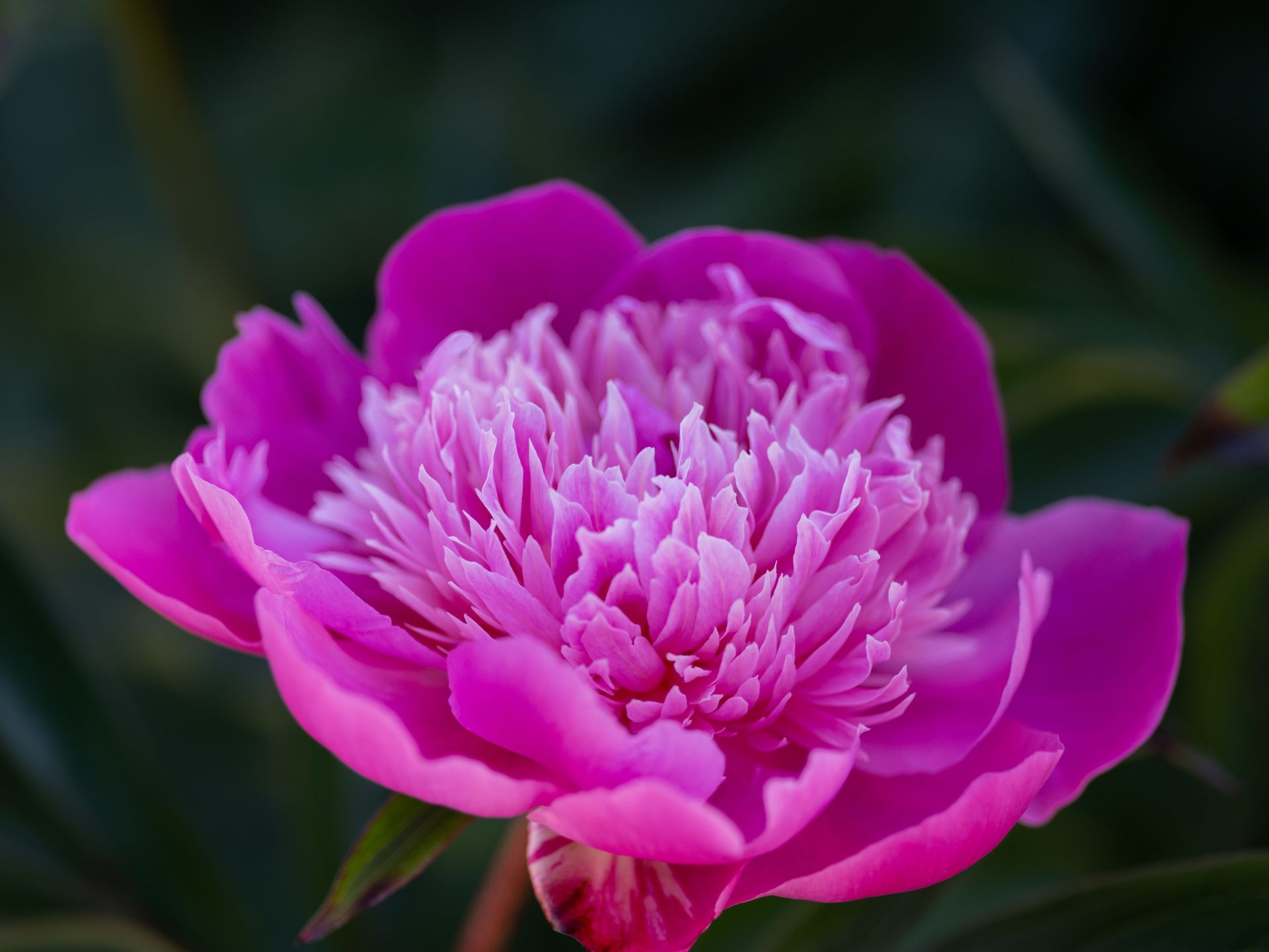 Close-up of a vibrant pink peony flower showcasing its intricate petals and natural beauty.