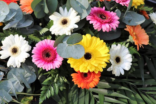 Fotobanka s bezplatnými fotkami na tému farebné kvety