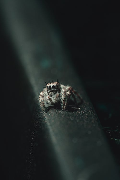 Spider Sitting on a Metal Railing