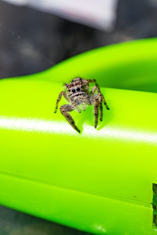 Spider on Green Surface