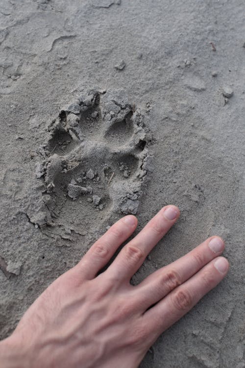 Foto profissional grátis de areia, chão, dedos