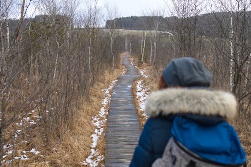 Foto profissional grátis de caminho pela floresta, linhas principais, paisagem de inverno