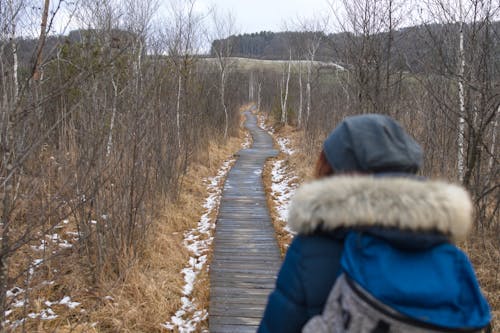 Gratis lagerfoto af førende linjer, marsk, skovsti