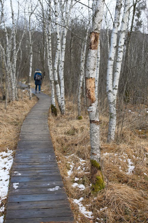 ağaçlar, dikey atış, kış içeren Ücretsiz stok fotoğraf