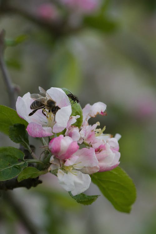 Foto profissional grátis de abelha, árvore de maçã, bokeh