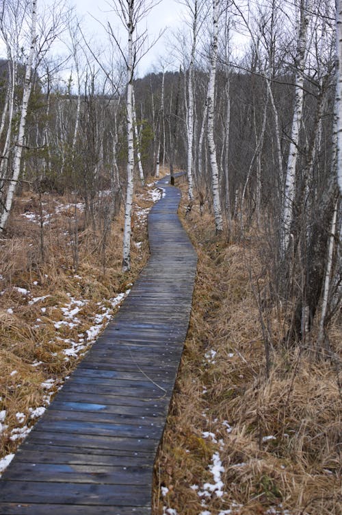 Wooden Boardwalk among Trees