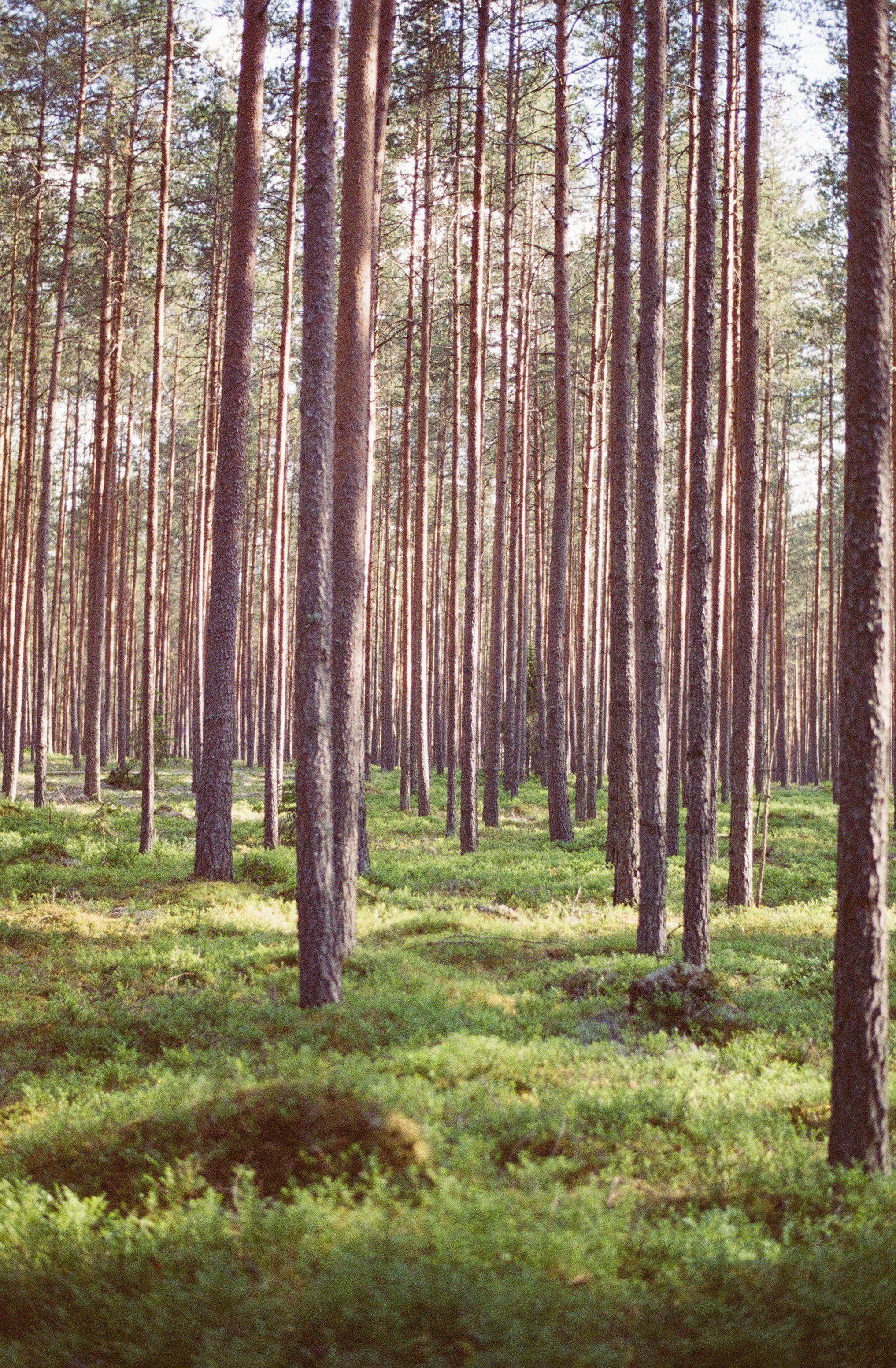 free-photo-of-krajina-les-stromy-jehlicn