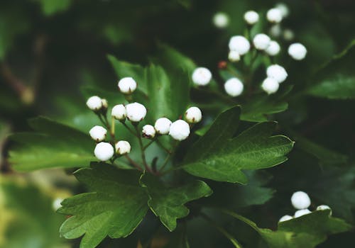 Foto De Close Up De Botões De Flores Brancas