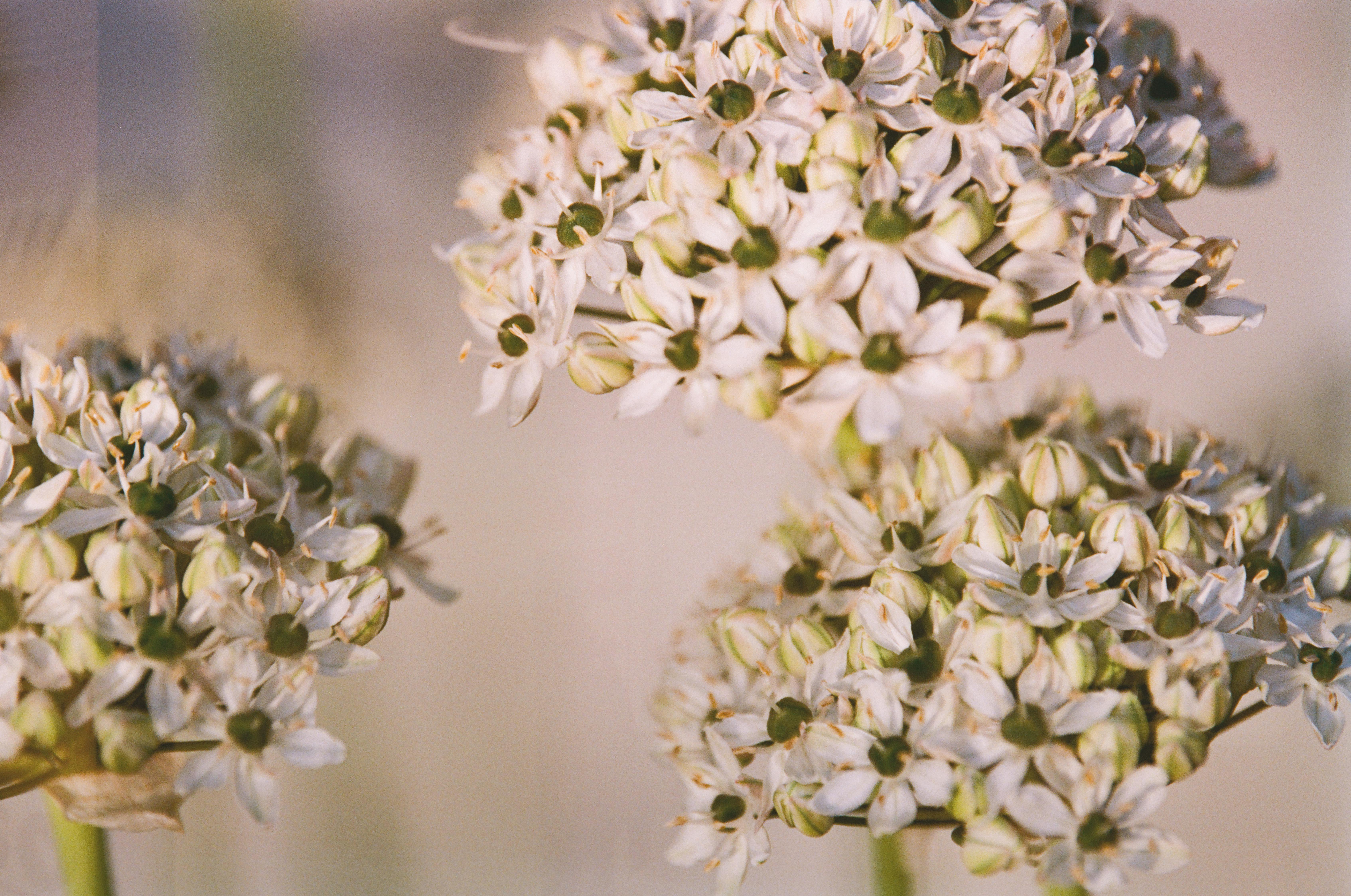 A captivating close-up of white allium flowers in bloom, showcasing delicate petals.