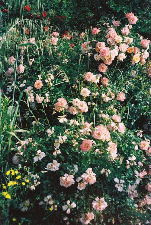 Foto d'estoc gratuïta de abundància, arbust, flors