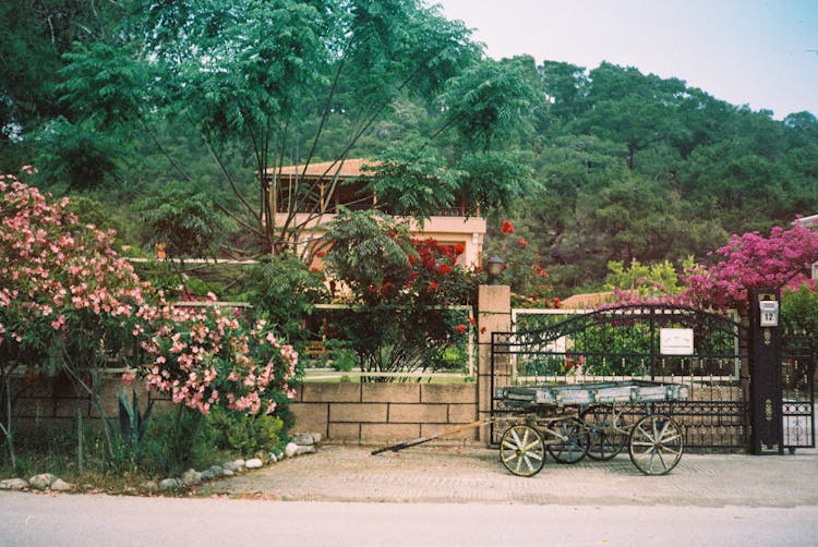 Forest Behind Gate On Street