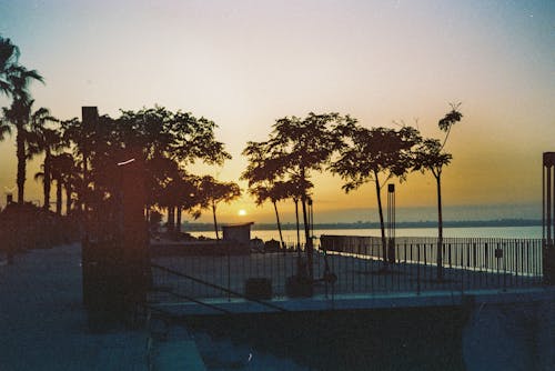 Trees on Terrace on Sea Shore at Sunset