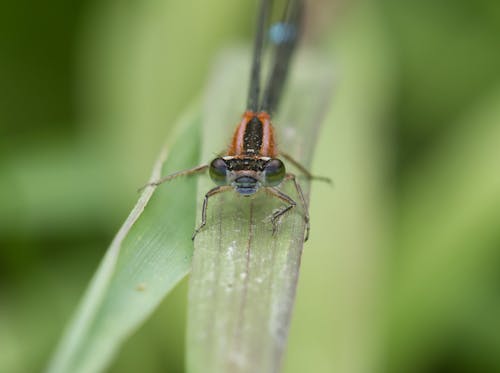 Damselfly on a Leaf 