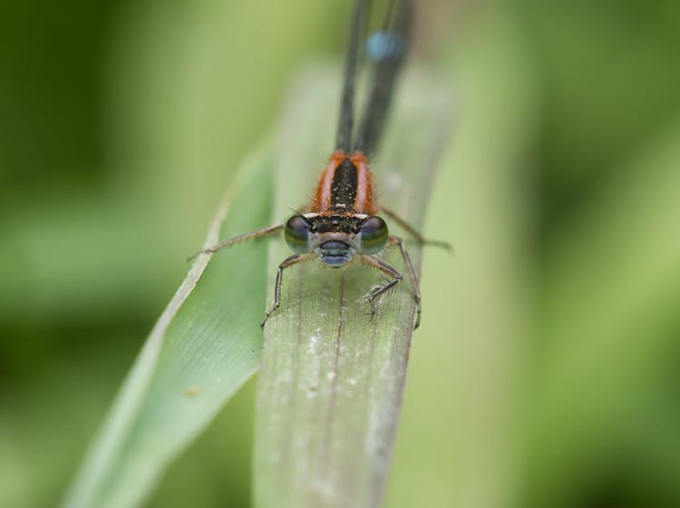 Damselfly On A Leaf 