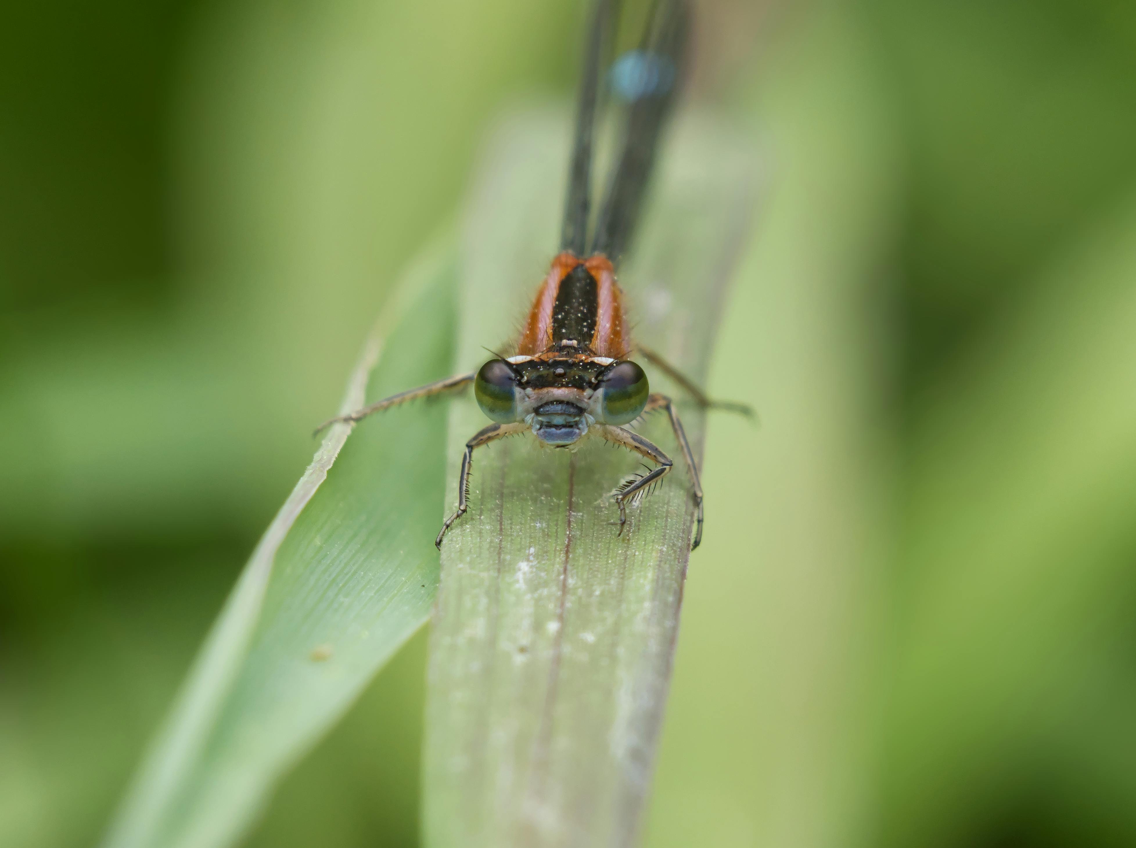 Damselfly closeup face shot. · Free Stock Photo