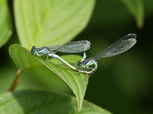 Dragonflies on Leaf