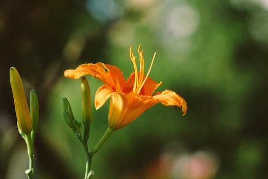 Close-up of a bright orange daylily blooming against a lush green background.