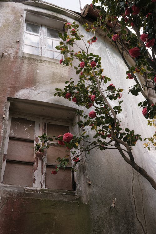 Branch with Leaves near Building Wall