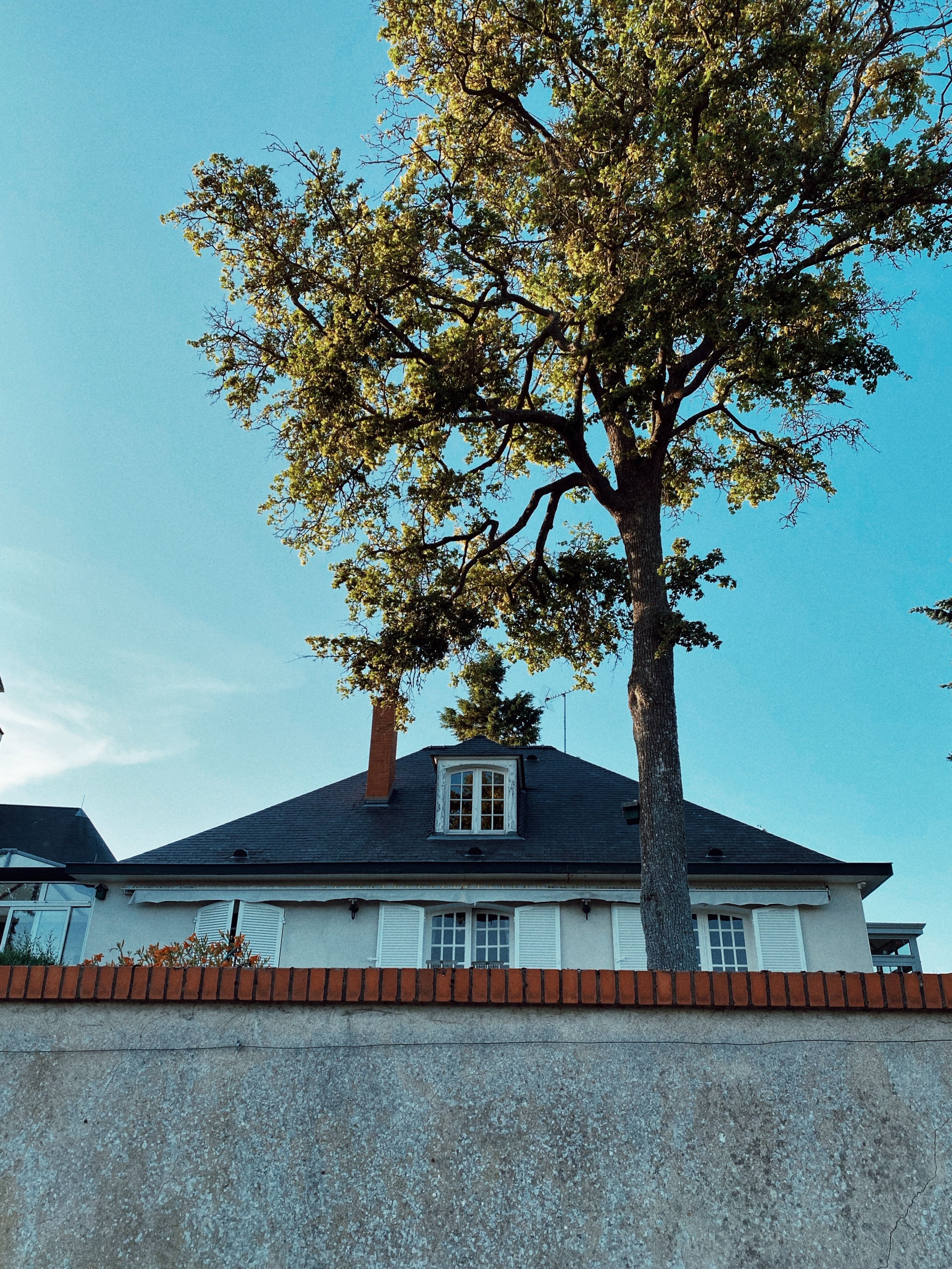 Tree and White Building behind · Free Stock Photo