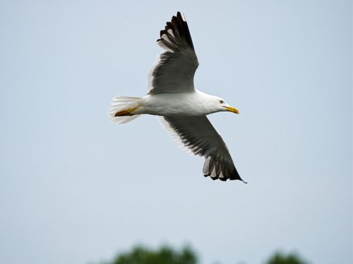 Free Close-up of a seagull in flight, showcasing its elegant wings against a clear blue sky. Stock Photo