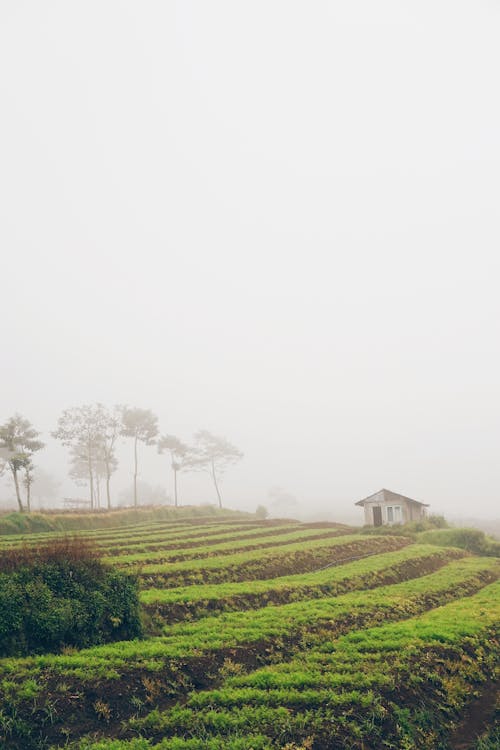 View of a Cropland and a Farmhouse in Fog 