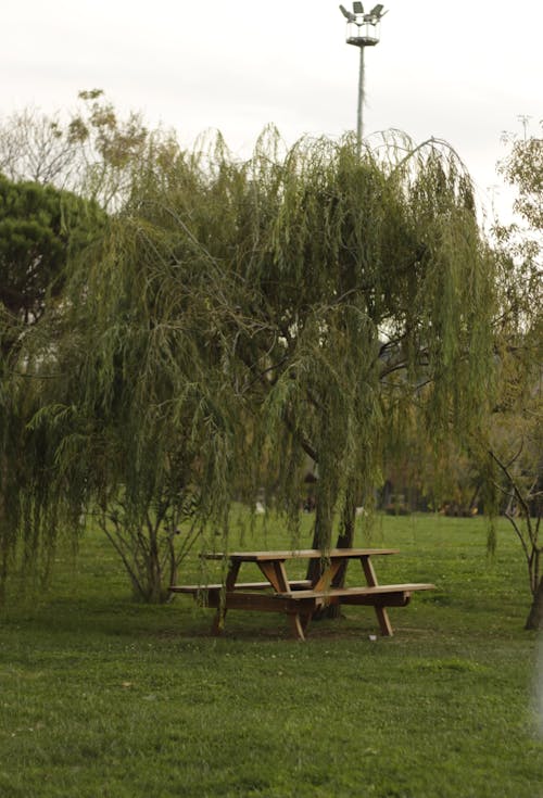 A Wooden Bench under a Willow in a Park