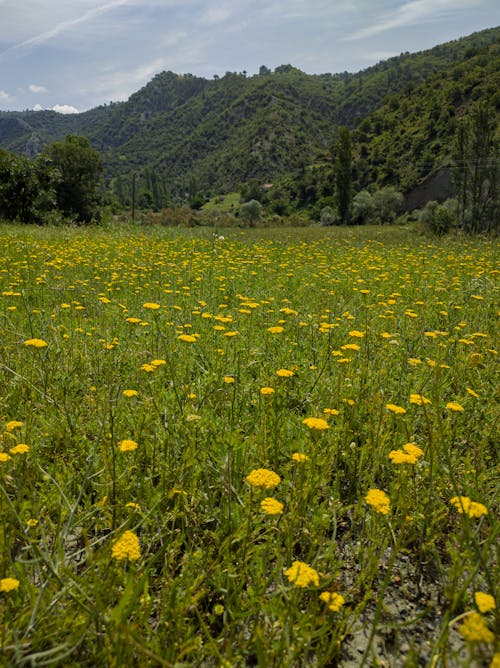 A Grass Field with Yellow Flowers and Mountains in the Background
